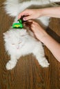 Combing white fluffy angora cat Furminator