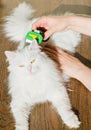 Combing white fluffy angora cat Furminator