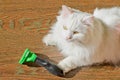 Combing white fluffy angora cat Furminator