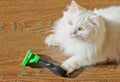 Combing white fluffy angora cat Furminator