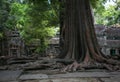 Combodia temples jungles Royalty Free Stock Photo