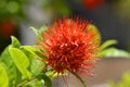 Combretum constrictum flower Royalty Free Stock Photo