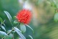 Combretum Constrictum Latin name, Finger Lies flower, Exotic Spiky Red Flower, Powderpuff combretum flower