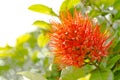 Combretum erythrophyllum