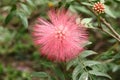 Combretum erythrophyllum Burchell Sonder