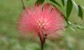 Combretum erythrophyllum Burchell Sonder