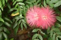 Combretum erythrophyllum Burchell Sonder