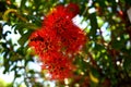 Combretum erythrophyllum