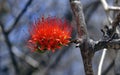 Combretum flower, Diego Suarez, Antsiranana, Madagascar Royalty Free Stock Photo