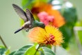 Combretum flowers and a Copper-rumped hummingbird, Amazilia tobaci,