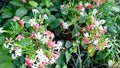 Combretum indicum rangoon creeper plant flowers Royalty Free Stock Photo