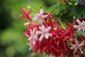 Combretum indicum beautiful flowers bright and colorful on tree