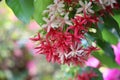 Combretum indicum beautiful flowers bright and colorful on tree