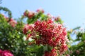 Combretum indicum, Chinese honeysuckle or Rangoon creeper beautiful color with leaves in nature blue sky background Royalty Free Stock Photo