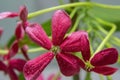 Combretum indicum Chinese honeysuckle or Rangoon creeper