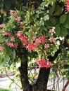 Combretum indicum or Chinese honeysuckle or Rangoon creeper flowers.