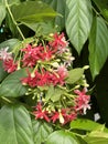 Combretum indicum flower in nature garden