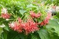 Combretum indicum flower