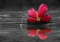 combretum indicum Flower on piece of bamboo with dark backgraound