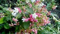 Combretum indicum flowers photo Royalty Free Stock Photo