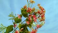 Combretum indicum leaves flowers