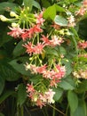 Combretum indicum quisqalis indica flower. close up.