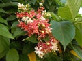 Combretum indicum quisqalis indica flower closeups