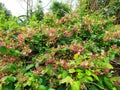 Combretum indicum or rangoon creepers in a summer morning .