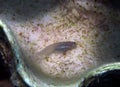 A Combtooth Blenny Ecsenius dentex in the Red Sea
