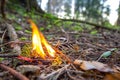 Combustion of dry coniferous forest. Beginning of woods fire. Casual handling of people with fire and flame. Wildfire in reserve