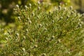 Cone bush Leucadendron Royalty Free Stock Photo