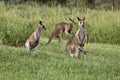 Australian wildlife - A family turnout - Joey in pouch