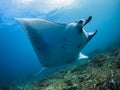 Manta Ray. Come fly with me Royalty Free Stock Photo