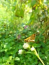 Come here and see those special butterflies.Sri Lankan Butterflies.