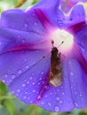 `Come Into The Light`: Moth Crawling Into Purple Morning Glory Flower Eye With Water Droplets