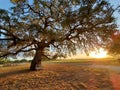 Come sit for awhile under the mighty oak Royalty Free Stock Photo