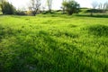 Green grass Royalty Free Stock Photo