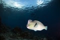 Bolbometopon Muricatum Bumphead Parrotfish