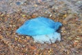 Comerota big blue jellyfish in shallow water in the Bay Voevoda on the island Russkiy. Vladivostok Royalty Free Stock Photo