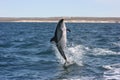 Dusky Dolphin jumps Royalty Free Stock Photo