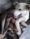 Smiley Dog Mom and puppies Royalty Free Stock Photo