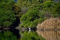 When comes to hunting cranes are very calm and smarts