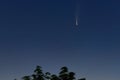 Comet C 2020 F3 NEOWISE in the sky over tree, Zaporizhzhia, Ukraine, 12 July 2020