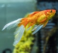 Comet or comet-tailed goldfish (Carassius auratus) in aquarium