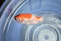 Comet or common goldfish died due to poor water quality i.e. ammonia poisoning. Dead fish floating on the water