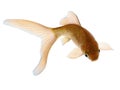 Comet Gold Fish Royalty Free Stock Photo