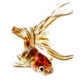 Comet Gold Fish on White Royalty Free Stock Photo