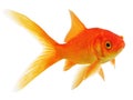 Comet Gold fish Royalty Free Stock Photo
