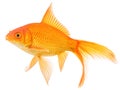 Comet Gold fish Royalty Free Stock Photo