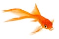 Comet Gold fish